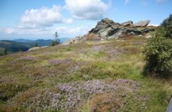 Besenheide auf dem Arber