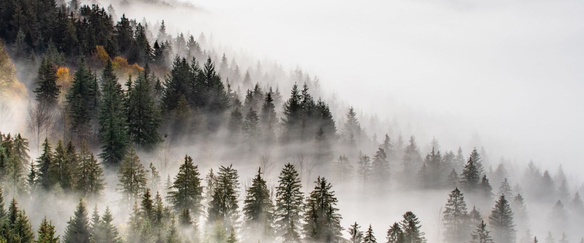 Fritz E. Friesl_Herbst im Bayerischen Wald