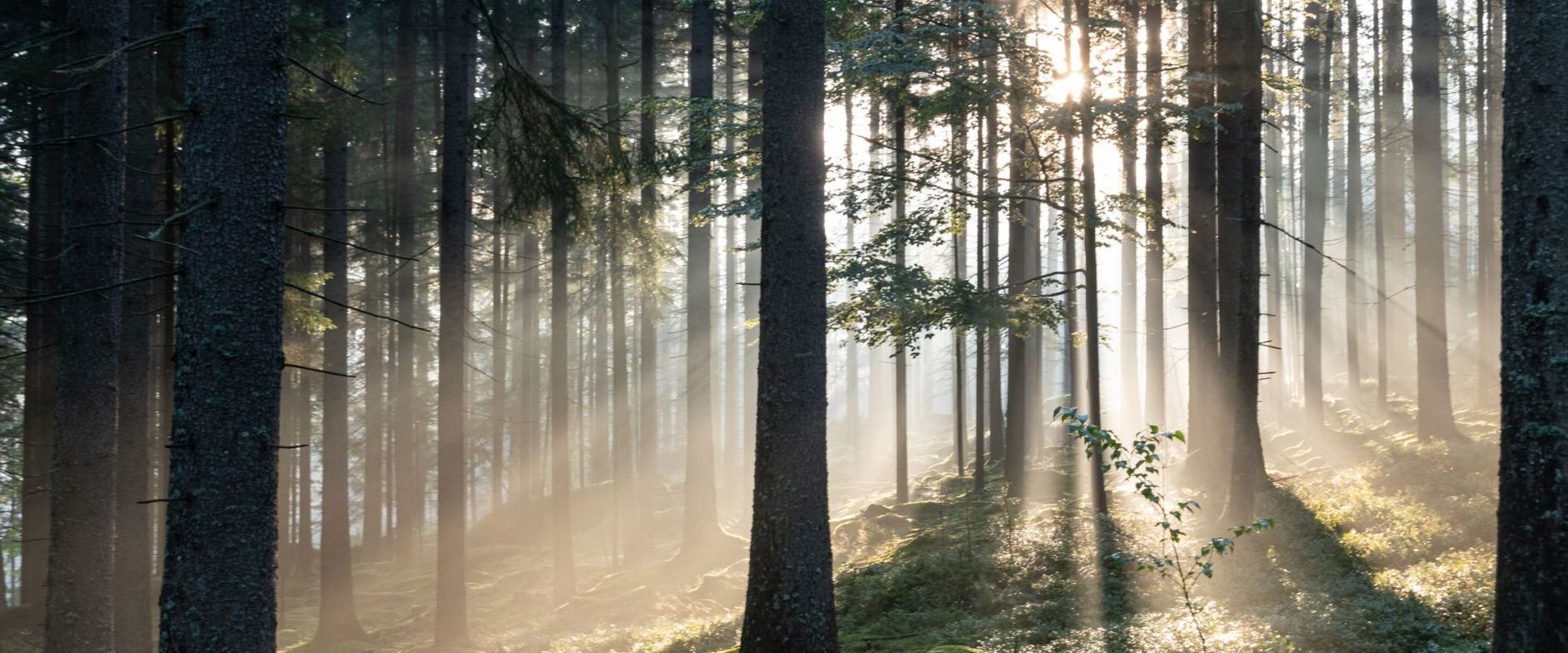 Fritz E. Friesl_Nebelstimmung im Wald