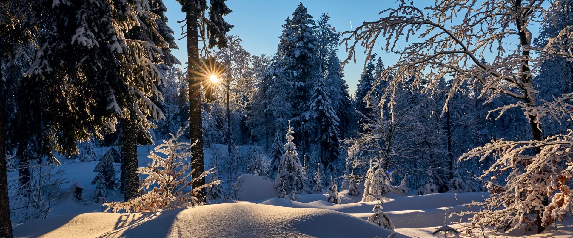 Winterzauberwald im Naturpark Bayerischer Wald. Bildautor Woidlife Photography