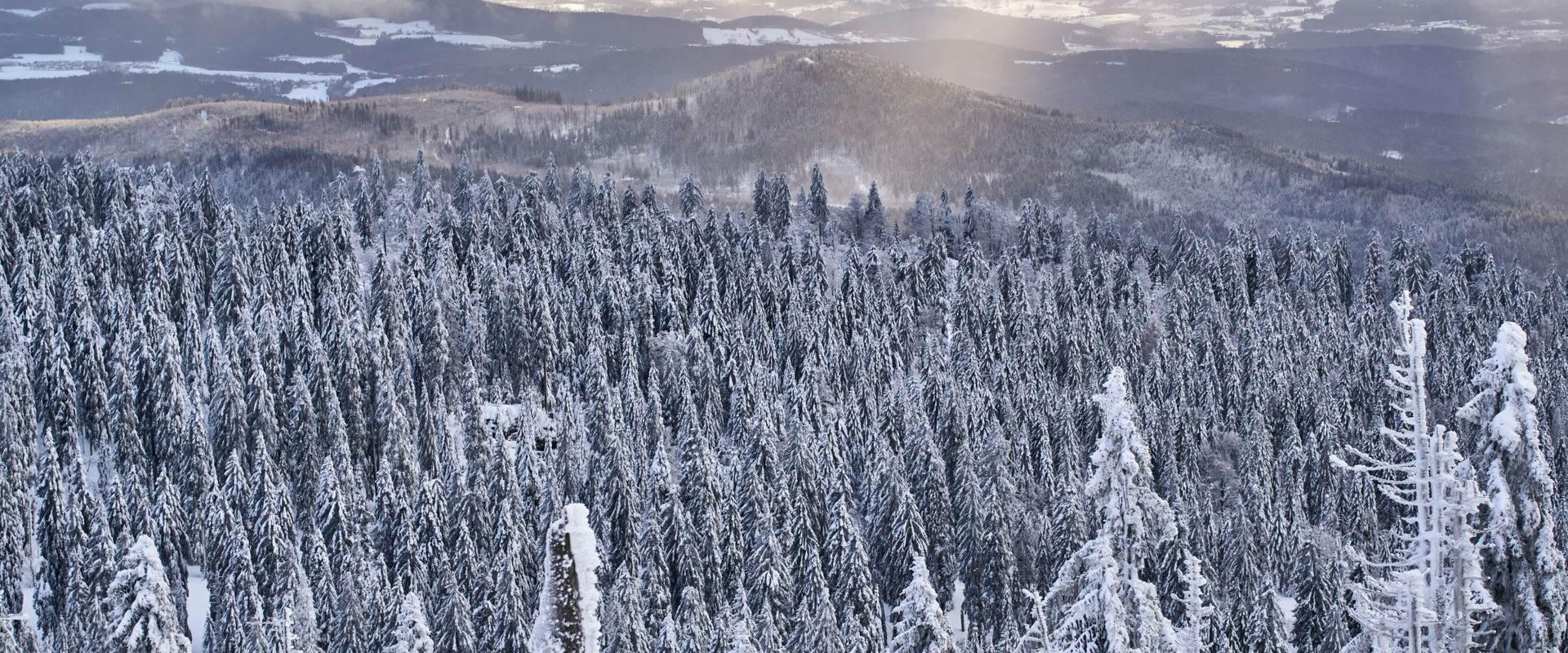 Winterwald im Bayerischen Wald. Bildautor Woidlife Photography